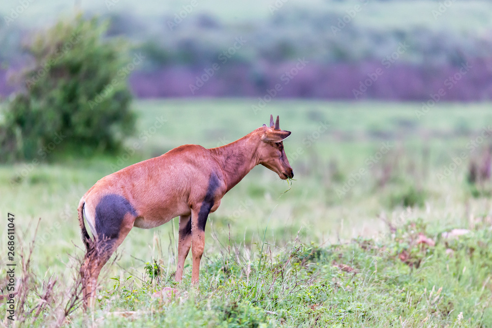Topi Gazelle in the Kenyan savanna amidst a grassy landscape Topi Gazelle in the Kenyan savanna amidst a grassy landscape