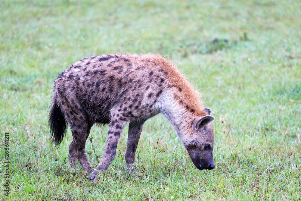 A hyena walks in the savanna in search of food A hyena walks in the savanna in search of food