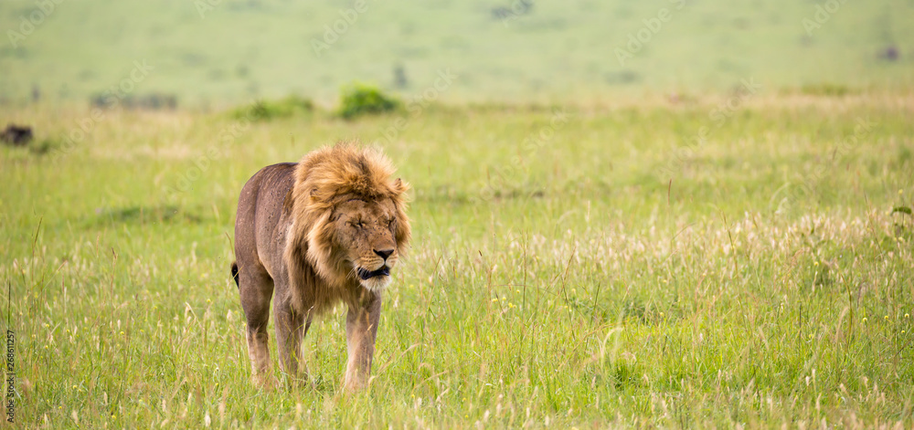 A big male lion is walking in the savannah A big male lion is walking in the savannah