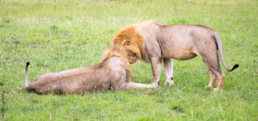 Two big lions show their emotions to each other in the savanna of Kenya Two big lions show their emotions to each other in the savanna of Kenya