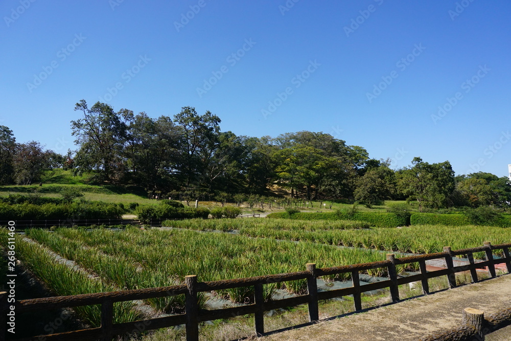 津堂城山古墳