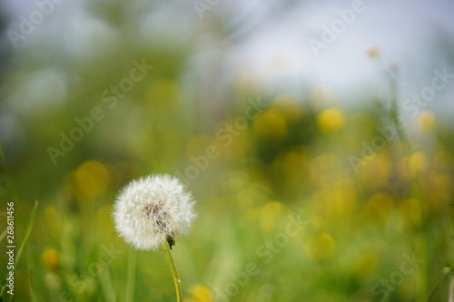 Dandelion in foreground  blurred background