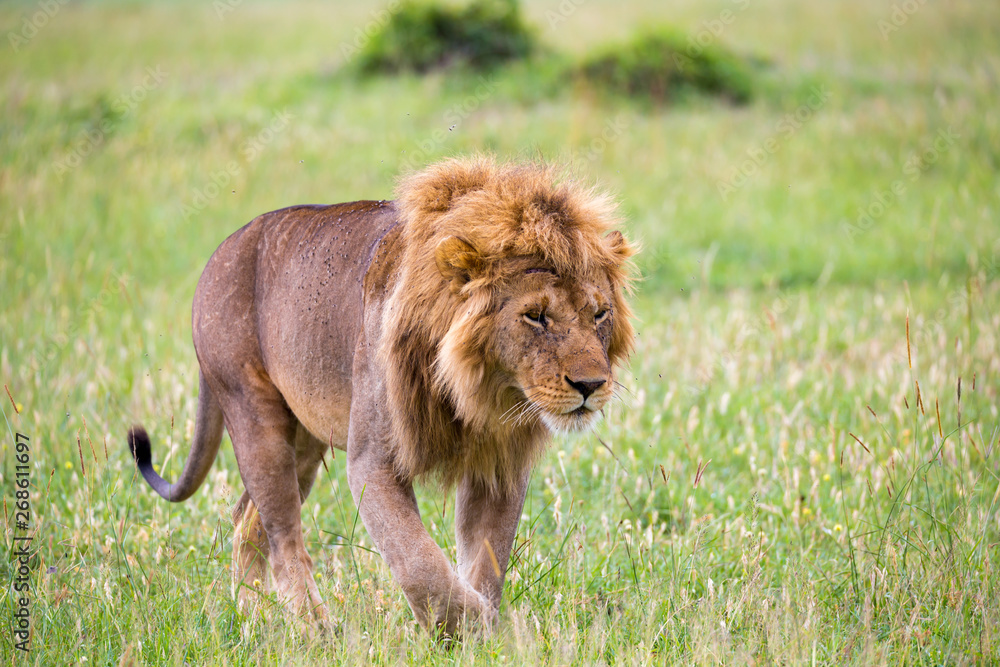 A big male lion is walking in the savannah A big male lion is walking in the savannah