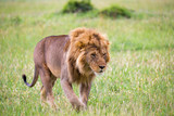 A big male lion is walking in the savannah