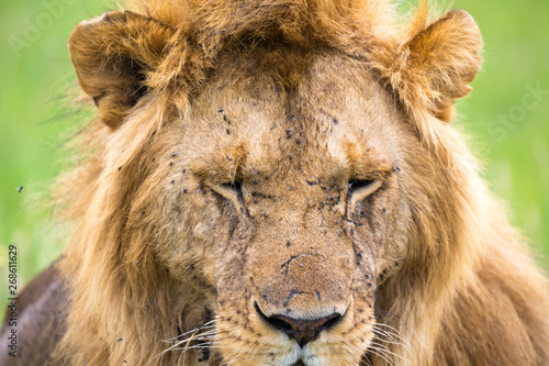 Fototapeta Naklejka Na Ścianę i Meble -  A close-up of the face of a lion in the savannah of Kenya
