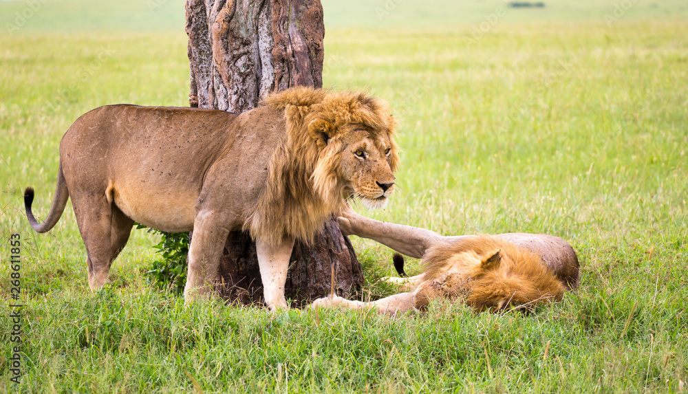 Two big lions show their emotions to each other in the savanna of Kenya Two big lions show their emotions to each other in the savanna of Kenya