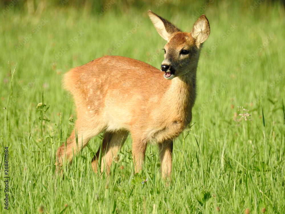 Deer on field, looking, eating Deer on field, looking, eating