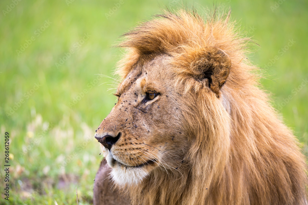 A close-up of the face of a lion in the savannah of Kenya