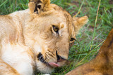 A young lion in close-up, the face of a nearly sleeping lion