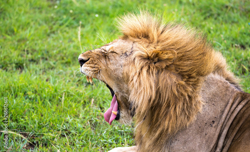 A lion in the close-up of the yawns