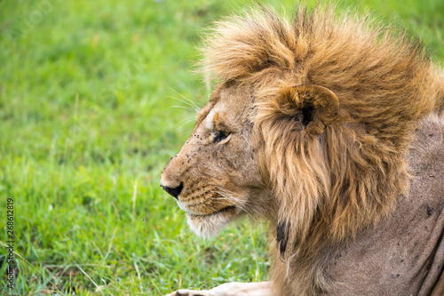 A close-up of the face of a lion in the savannah of Kenya