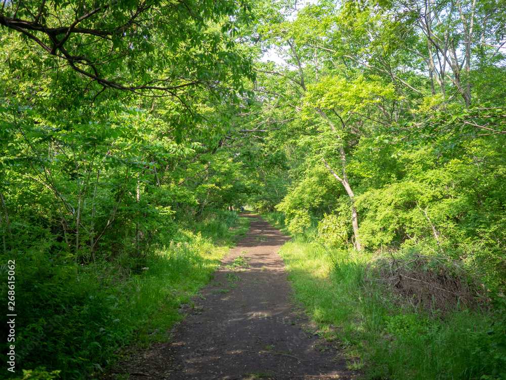 Obraz premium 新緑の秋ヶ瀬