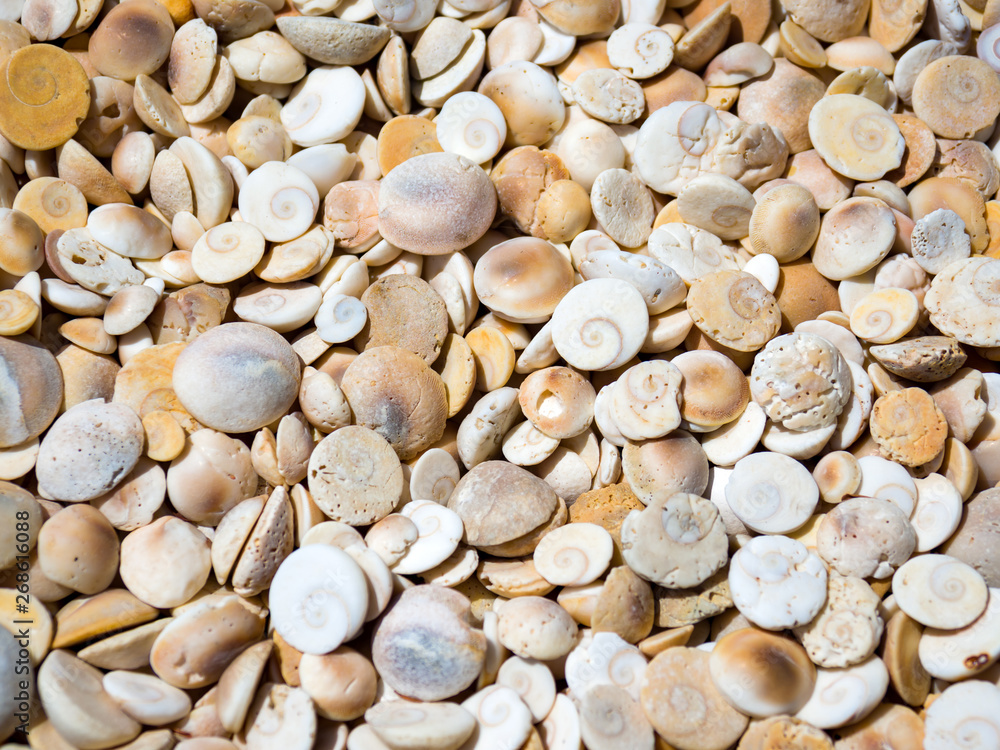 Sea shells on a sunny day