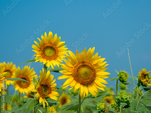 Sunflower field