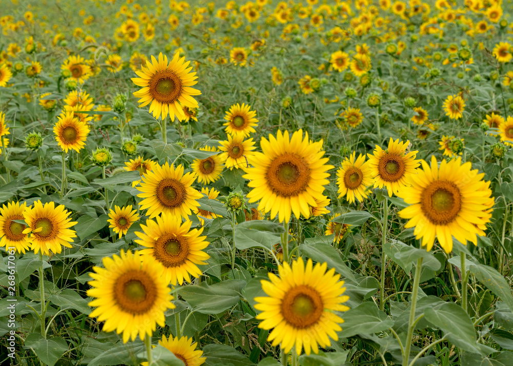 Sunflower field Sunflower field