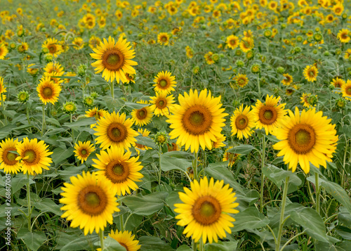 Sunflower field