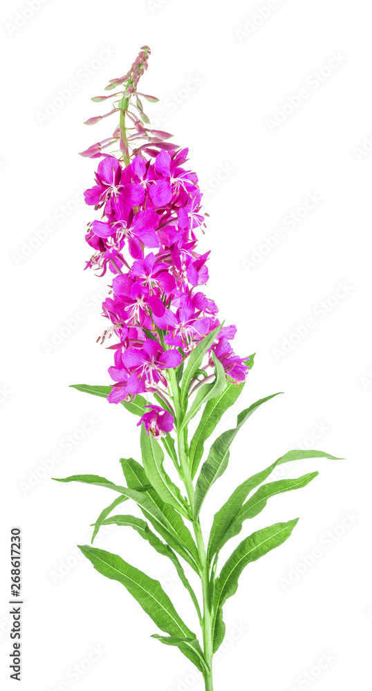 Blooming sally, Epilobium angustifolium. Fireweed (Rosebay Willowherb) isolated on white background. Willow-herb isolated on white background. Medicinal plant.