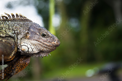 Iguana © BGStock72