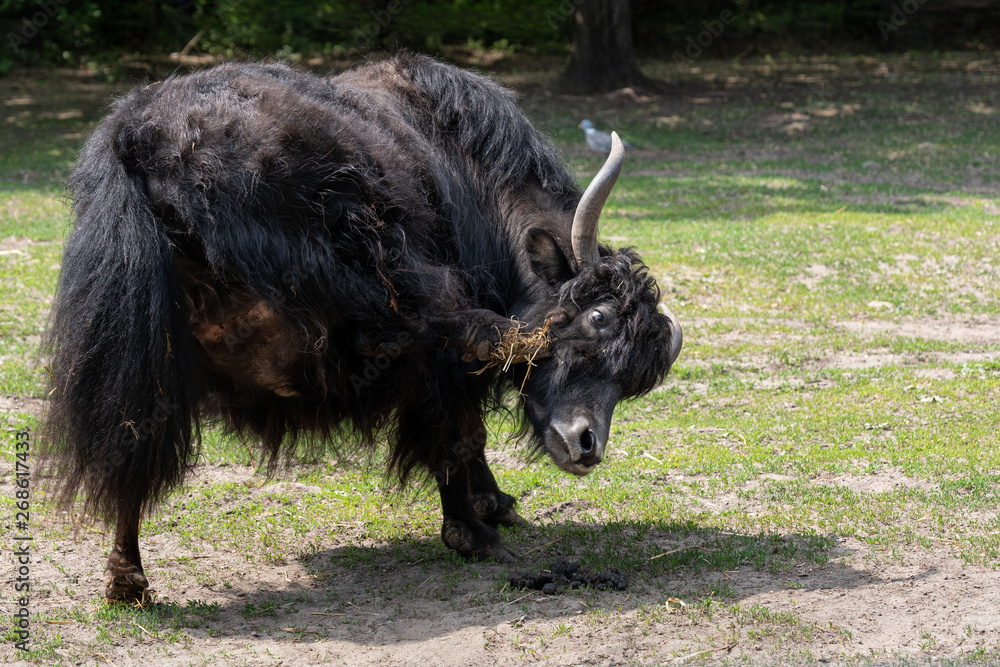 Yak Scratch Itchy Head With Hoof Yak Scratch Itchy Head With Hoof