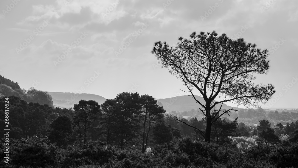 Beautiful toned black and white image of trees silhouetted against morning sunlight ridgeline