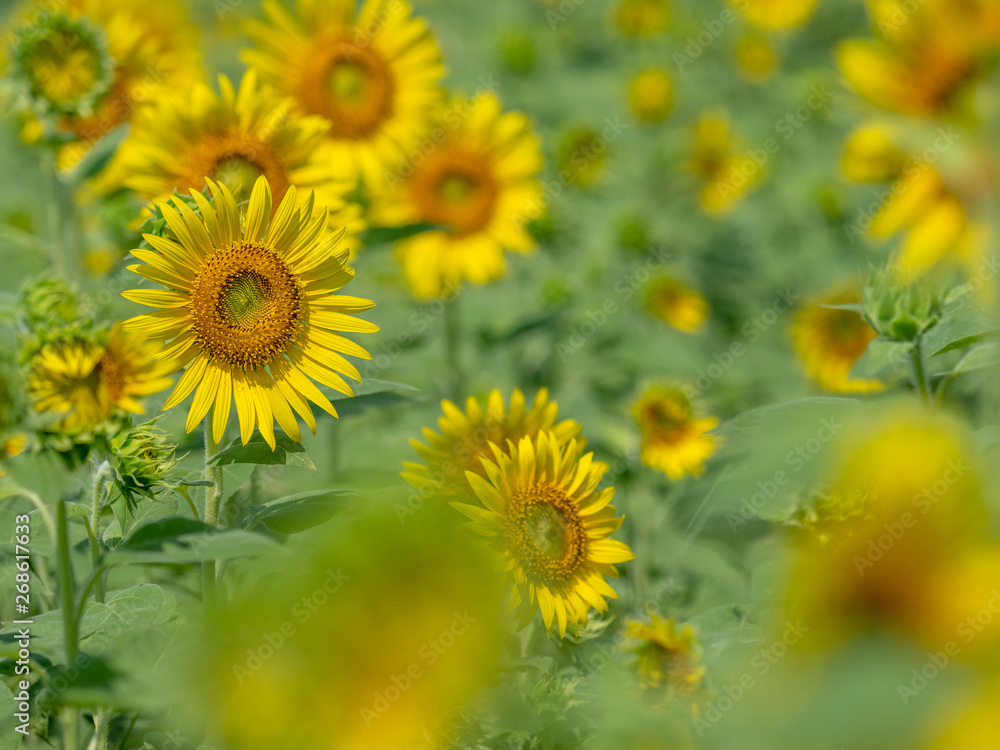 Sunflower field