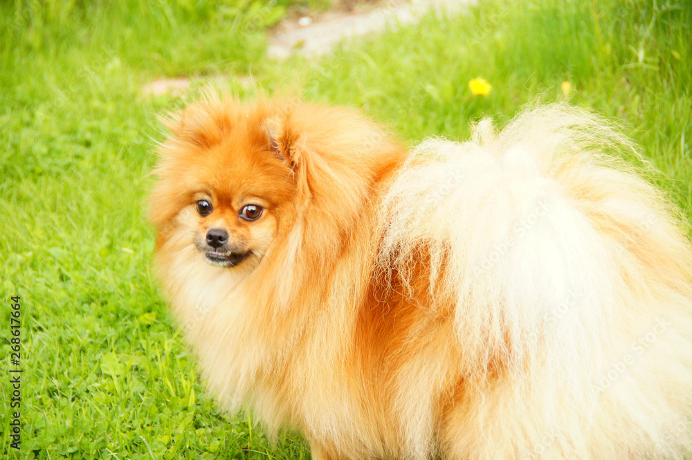 pomeranian dog pomeranian dog