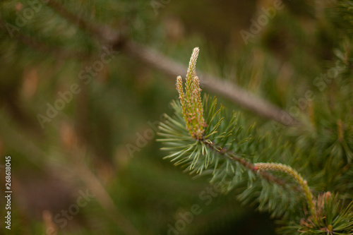 spring pine branches close up
