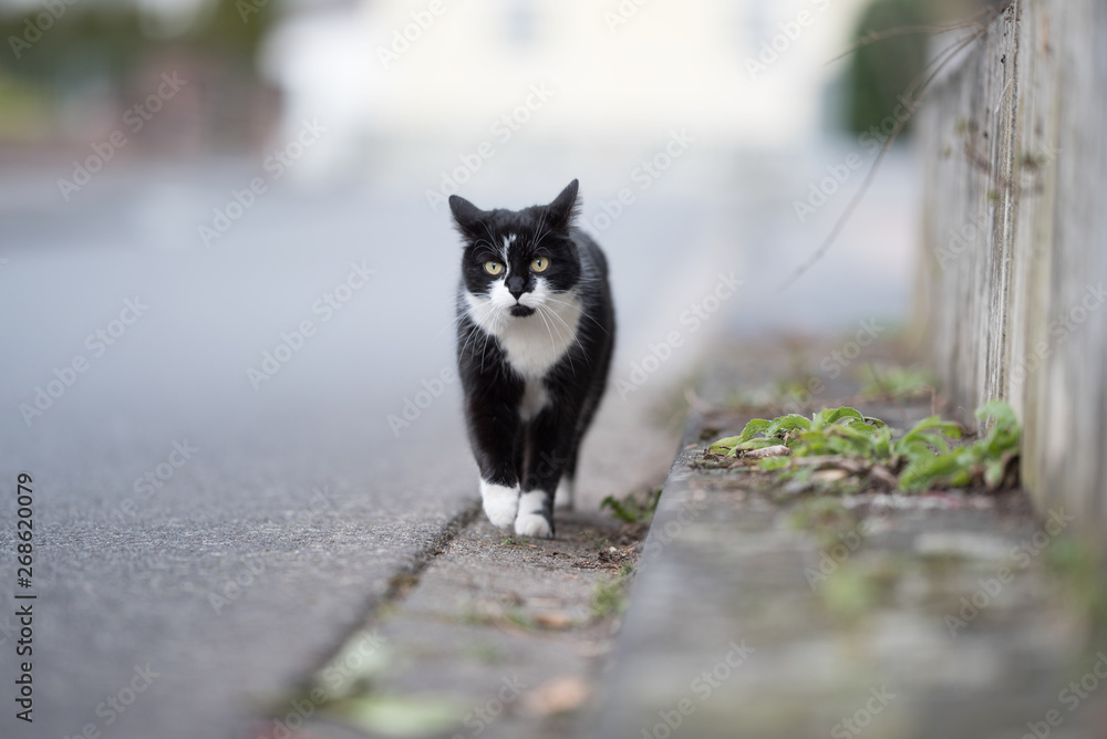 black and white domestic shorthair cat walking along the roadside with ears folded back