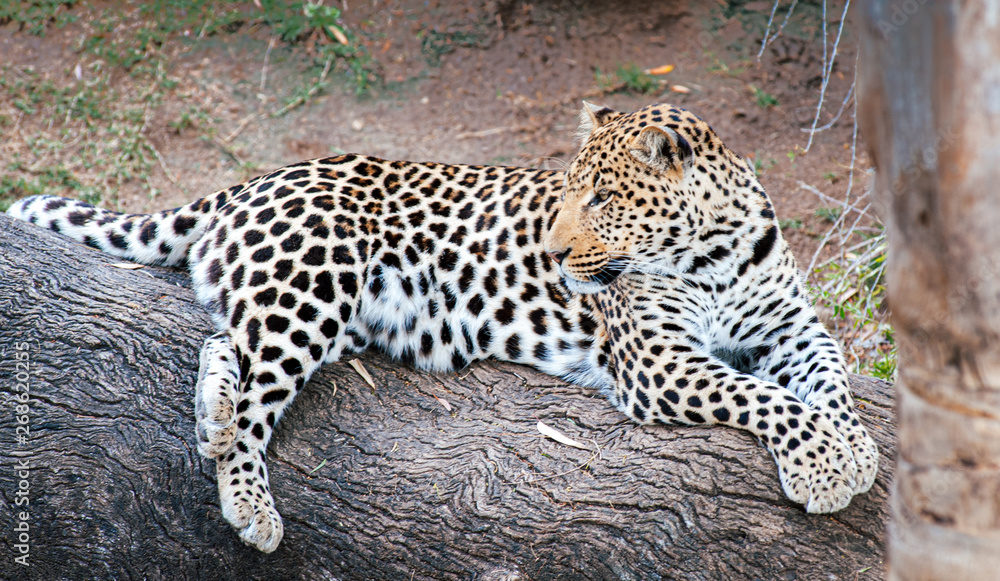 Fototapeta premium La quiete del Leopardo in Sud Africa
