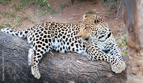 La quiete del Leopardo in Sud Africa