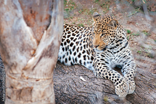 La quiete del Leopardo in Sud Africa
