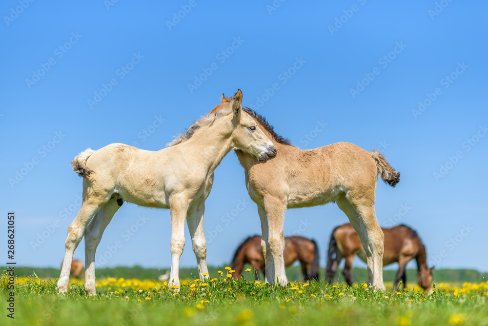 Obraz premium Two foals graze in the pasture. In the summer afternoon among dandelions.