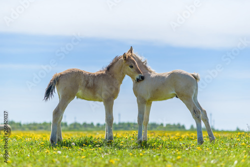 Two foals graze in the pasture. In the summer afternoon among dandelions. © shymar27