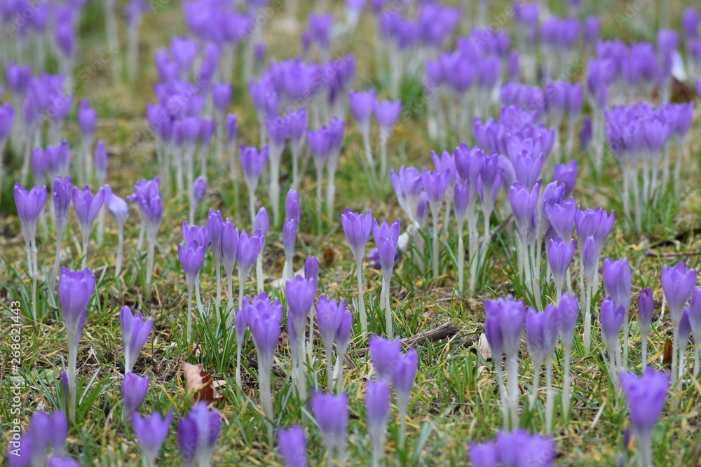 Naklejka premium Crocus meadow