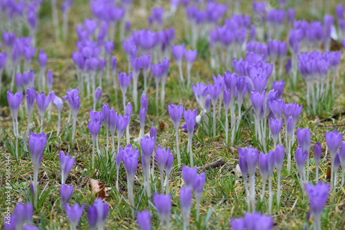 Crocus meadow