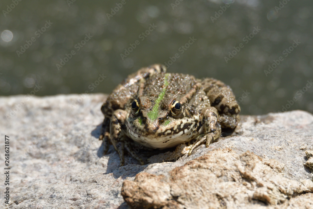 Obraz premium frog sitting on a stone by a pond in the sun