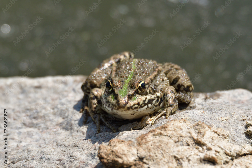 frog sitting on a stone by a pond in the sun