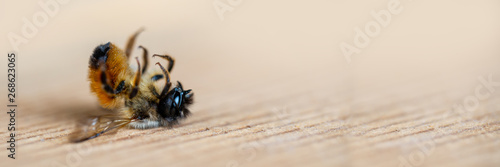 Close up of a dead honey bee lying on the ground