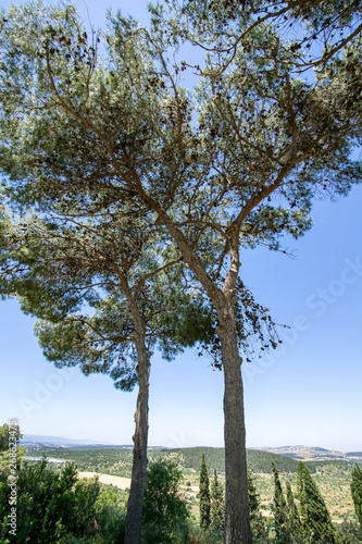 View of the mountains of Galilee through tall pine trees. Landscape