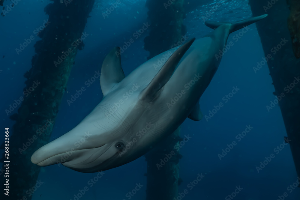 Fototapeta premium Dolphins swimming with divers in the Red Sea, Eilat Israel 
