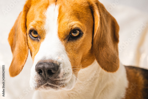Adorable beagle dog isolated against grey background.