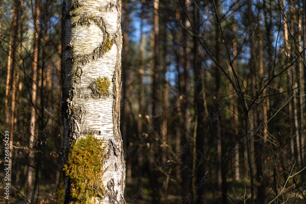 Obraz premium birch trees in the forest