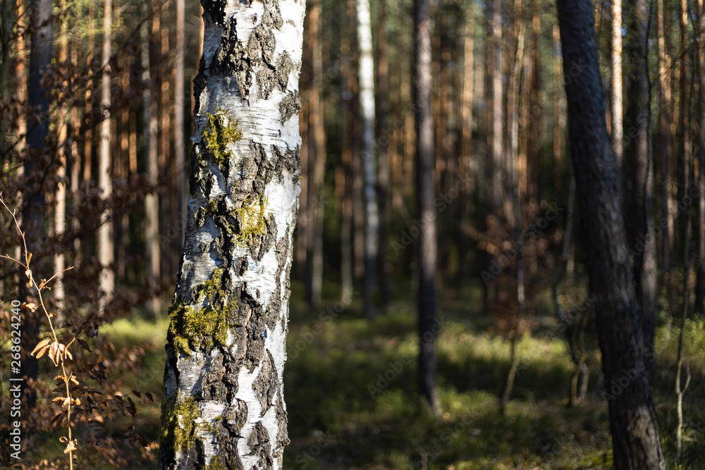Fototapeta premium birch trees in the forest