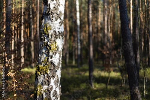 Fototapeta Naklejka Na Ścianę i Meble -  birch trees in the forest
