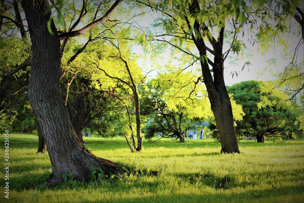 Fototapeta premium tree in park