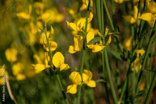 These are yellow flowers of wild genista. Background
