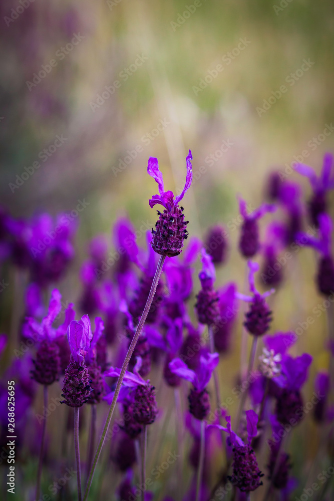Obraz premium LAVENDER FLOWERS IN THE FIELD IN SPRING