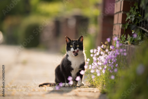 black and white domestic shorthair cat standing on the sidewalk next to flowers with tongue out