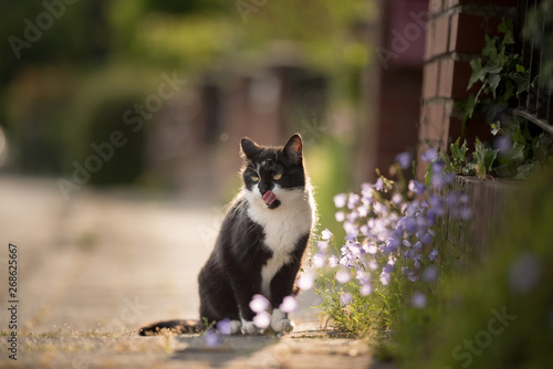 black and white domestic shorthair cat licking itself on the sidewalk next to flowers