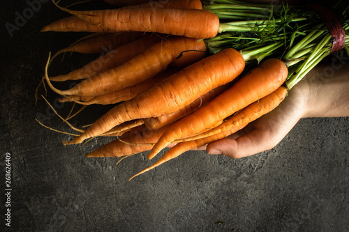 Organic Nantes Carrots in Female Hands. Beta Carotene Source. Fresh Superfood Healthy Eating Concept.